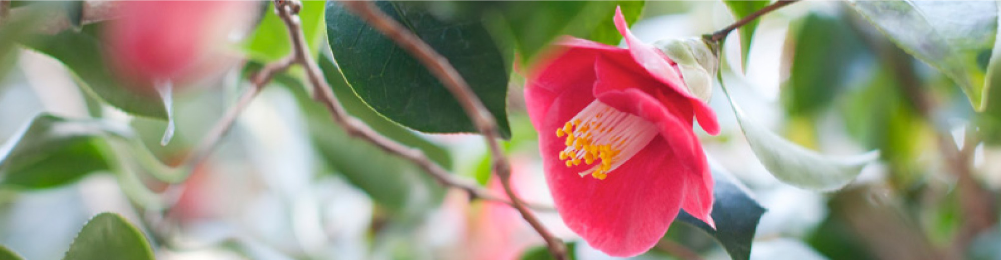 国内地域活性事業